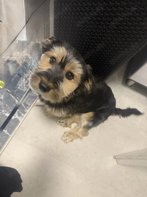 Wir suchen ein neues Zuhause für unseren Rocky 