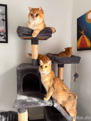 Britische Kurz Haarige Kitten 