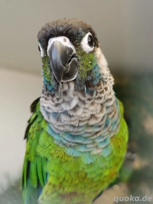 Blausteißsittich Pärchen