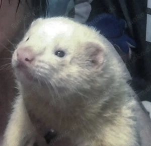 dringend!!! frettchen rüden suchen neues zuhause 