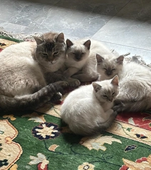 Kater  Katze zu verkaufen