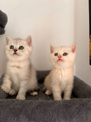 BKH Kitten Weiß Schade ,Silder Weiß.