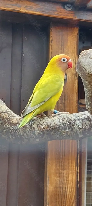 Rußköpfchen Agarporniden 