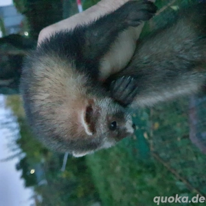 gebe ein Frettchenrüden ab