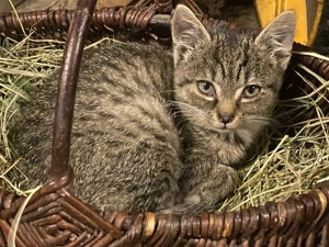 Kleines graugetigertes Kätzchen