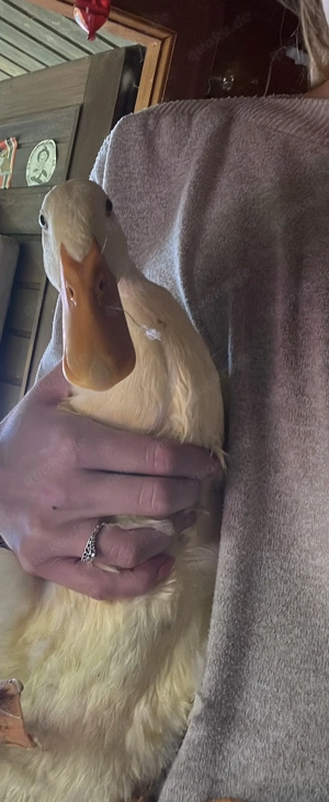 Weiße Laufente sucht neues zu Hause 