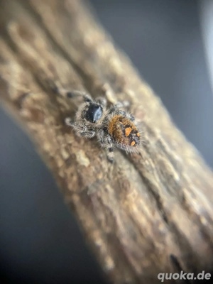 Phidippus Regius Rastafari FH 2-3 Springspinne