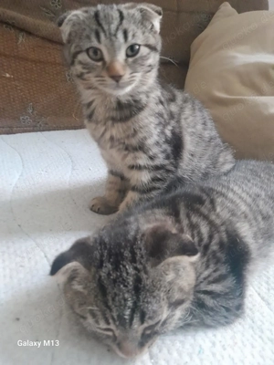 Lieber junger Kater (ca. 3 monate alt)