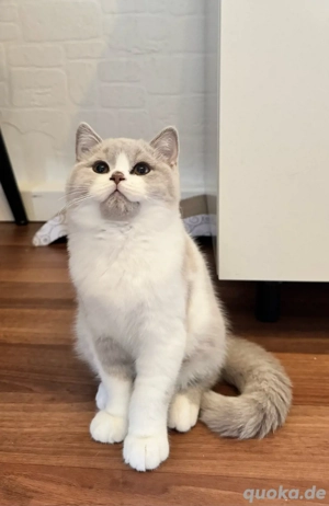 Bkh Blh Kitten stammbaum