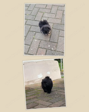 Pomeranian Zwergspitz mit Ahnentafel Ratenzahlung möglich 