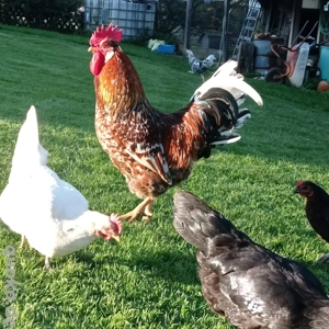 Schwedisches Blumenhuhn Henne und Hahn abzugeben -farbenprächtig & friedlich