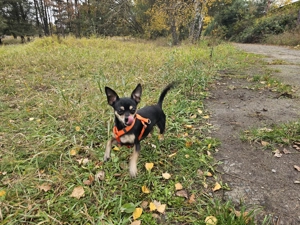 Chihuahua Rüde, 3 Jahre alt 