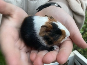 Kleine Meerschweinchen