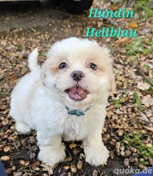 Herzensbrecher   Havaneser   Shih Tzu Welpen suchen ab Mitte November ein Zuhause!