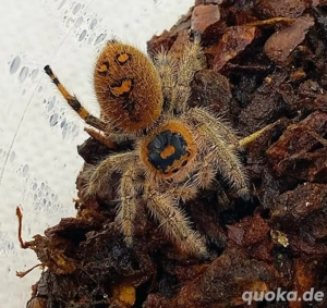 Phidippus Regius Everglades FH 2-3 Springspinne