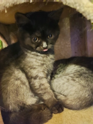 BKH Kitten Mix Mädchen und Bübchen 