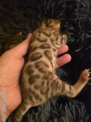 Bengal Kitten mit Stammbaum Eltern 10 Tests Katze Kater 