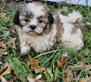 Zwei bezaubernde Shih Tzu Mix Rüden suchen ihr Zuhause Ab Mitte November!