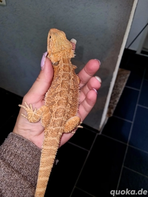 Farb-Bartagamen Jungtiere (pogona vitticeps) Männchen NZ 06 2025 