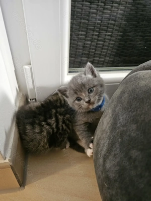 Britisch Kurzhaar Mix Kitten   bereit für ein liebevolles Zuhause ab dem 10.11.2025