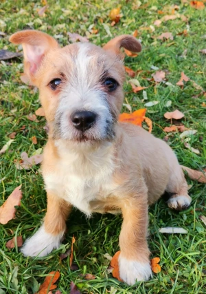 Malteser Jack Russel Mischlingswelpen