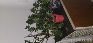 blumen kostenlos abzugeben!!! Kalanchoe blossfeldiana