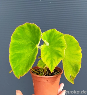 Begonia tomentosa 