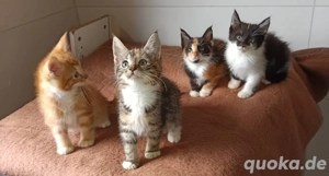 Edelmix Maine Coon BKH Kitten