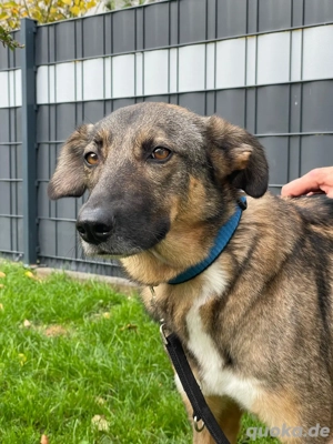 Zauberhafte Lila sucht ein Zuhause