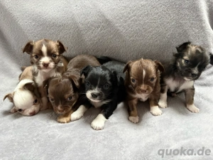 Reinrassige Chihuahuawelpen