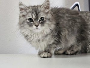 Wunderschöne BLH reinrassig, 6 Monate alt, weiblich 