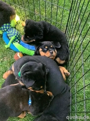 Rottweiler-Welpen verfügbar