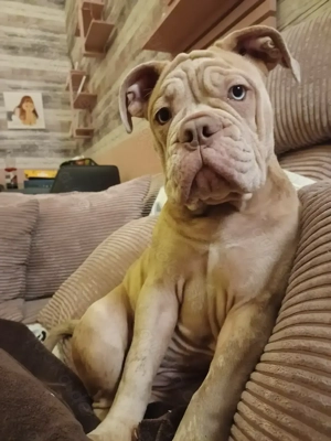 Old English Bulldogge 