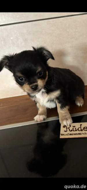 Chihuahua Welpen Langhaar abzugeben 