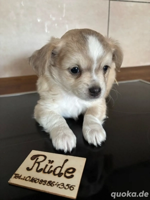 Chihuahua Welpen Langhaar abzugeben