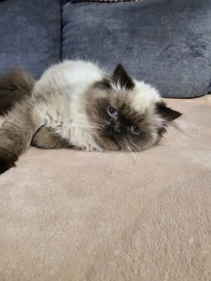 Wunderschöner Perser Kater, 9 Monate alt 