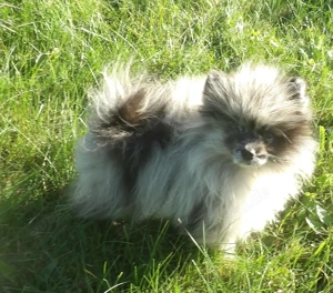 Zwergspitze Rüden mit Ahnentafel