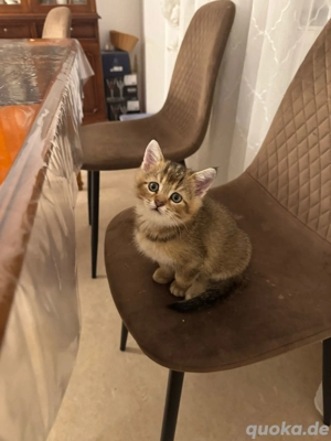 sehr Süße kleine Kätzchen 