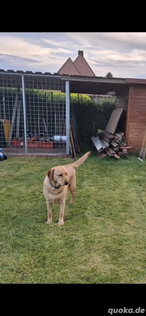 Ich verkaufe einen Labrador. 