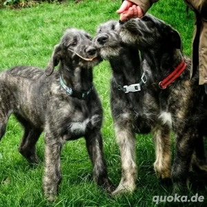 Irische Wolfshundwelpen