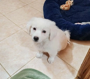 BOBO - toller Hundebub (wartet in Rumänien)