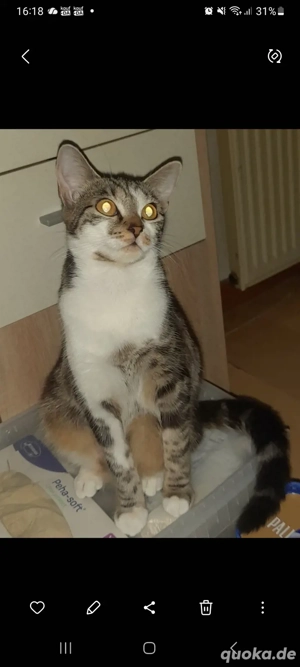 lilly 10 monate main coon mix 