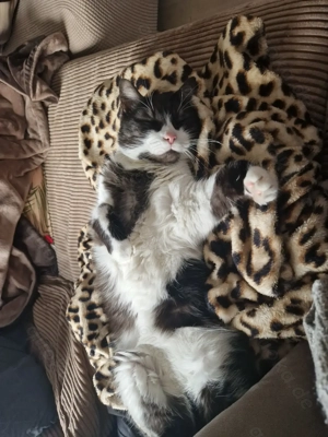 Hauskatze Henry sucht ein neues Zuhause