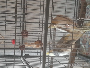 2 nympfensittiche m und w 