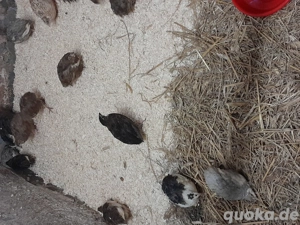 legewachteln cebalon bunt 