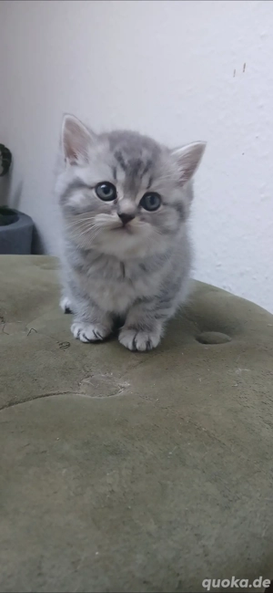 Reinrassige Britische Katzenbabys geborenen am 18.09.25 