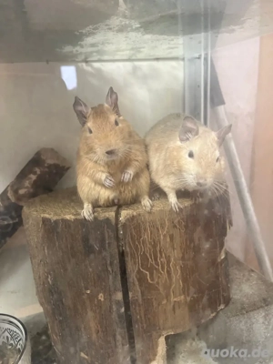 Degu zu verschenken in gute hende
