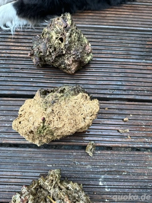 Lebend gestein  ca 20-30 kg