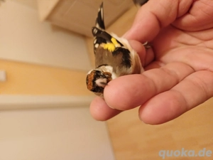 chteglitz Zum ferkaufen Männlich und weiblich von 2025 