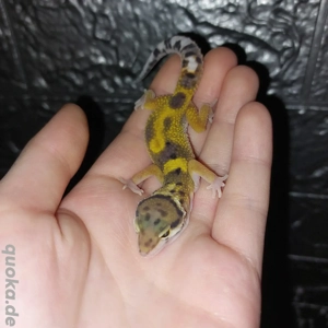 Leopardgecko NZ